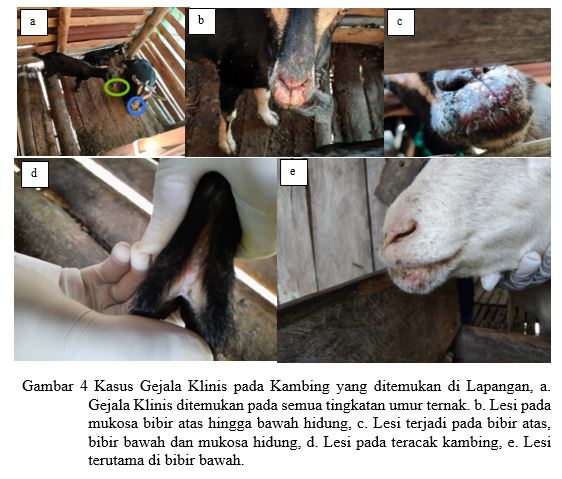 Investigasi  Outbreak  Pada Kambing di  Kabupaten Siak Provinsi Riau Tanggal 6 7 April 2023