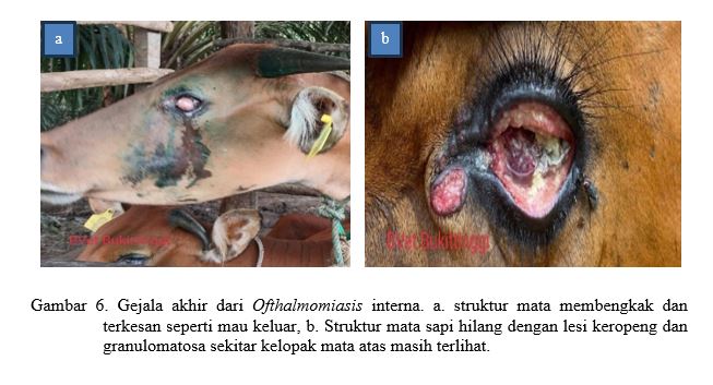Investigasi Outbreak Ofthalmomiasis pada Sapi di Indragiri Hulu Provinsi Riau Tahun  2022