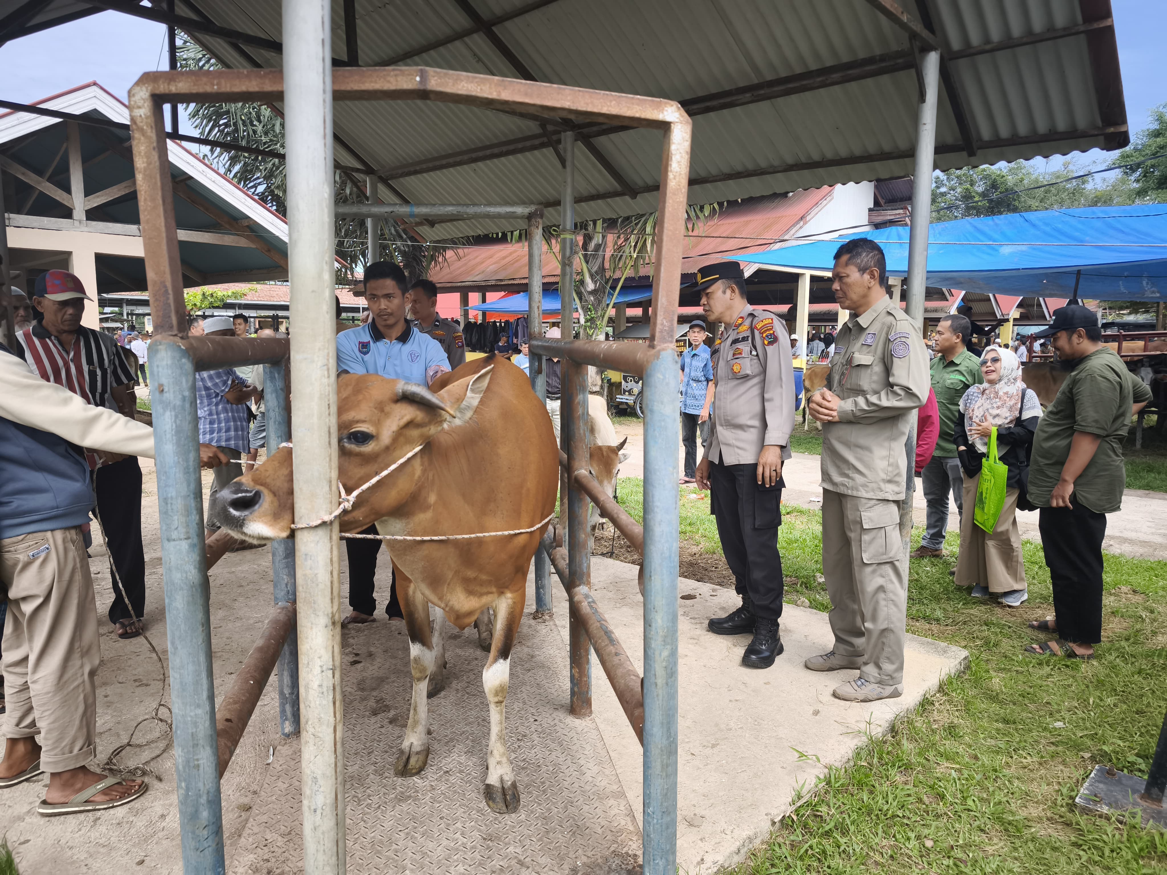 Balai Veteriner Bukittinggi Kawal Kualitas Hewan Kurban, Sapi Banmas, dan UMKM Rendang Ber-NKV di Payakumbuh